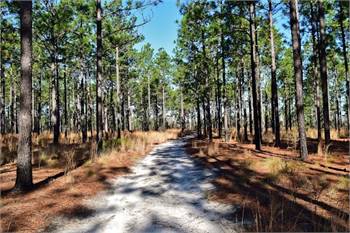 Carvers Creek State Park  Sandhills Access